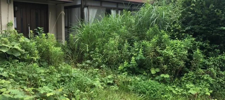 雑草が伸び放題の空き家の庭